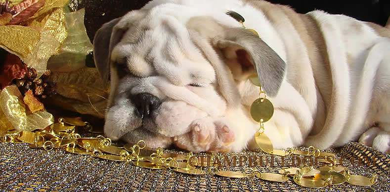 English bulldog picture